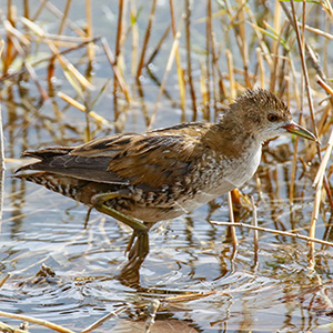 Little Crake